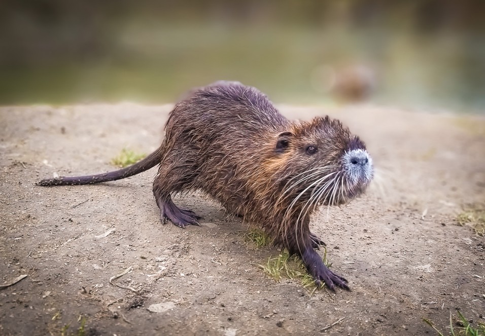 Nutrie u Sázavy